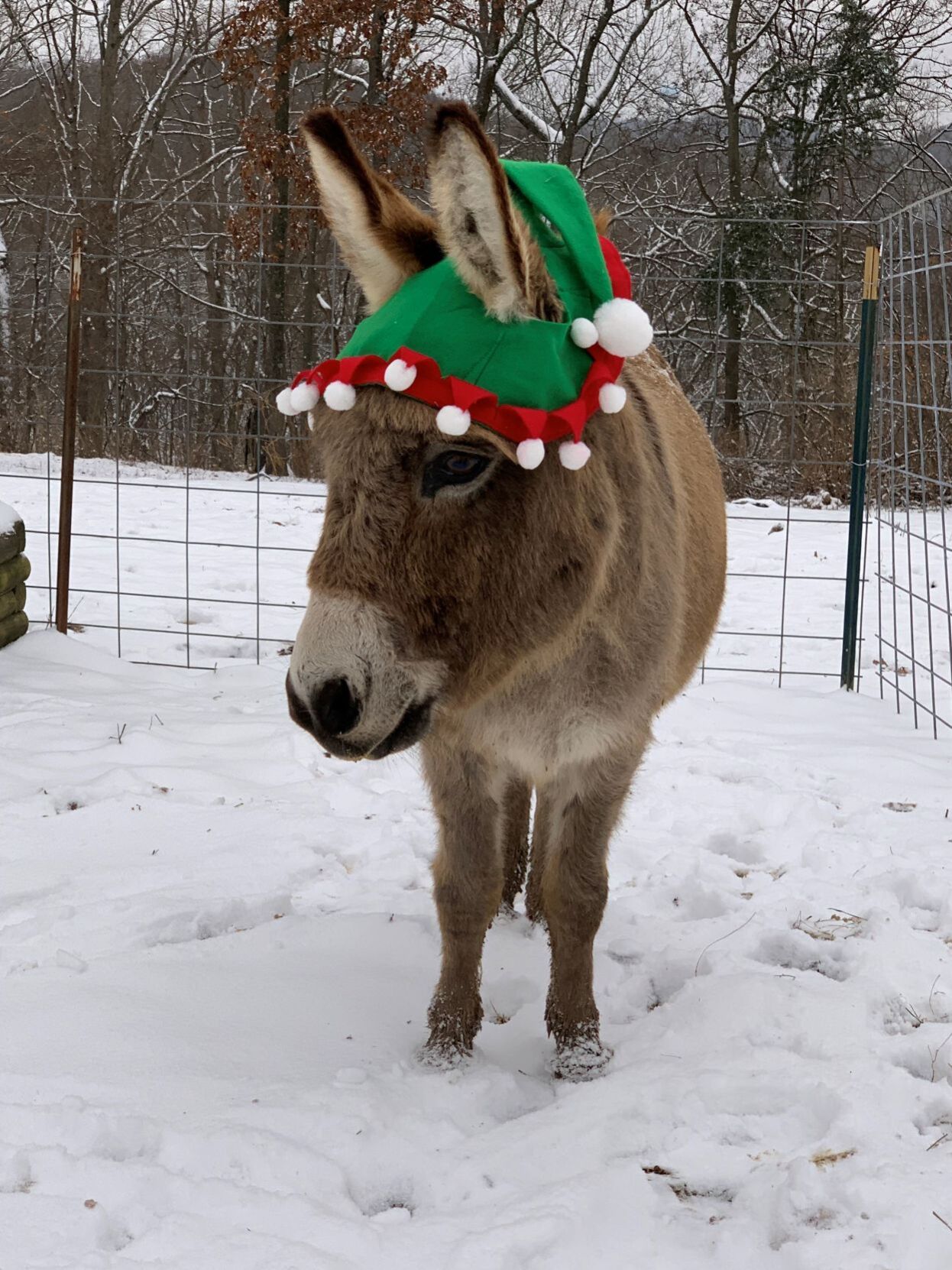 Tis the Season